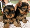 adorable yorkshire terrier puppies for sale